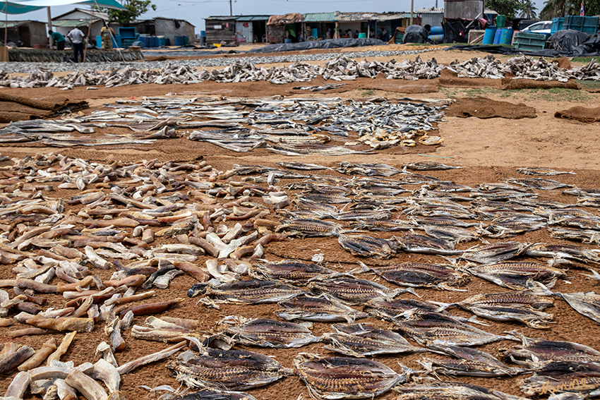 Negombo - Fischmarkt
Auf dem breiten Sandstrand vor dem Fischmarkt werden auf riesigen Juteteppichen Fische aller Art getrocknet. Die Fische werden gesalzen und 3 Tage zum Trocknen ausgelegt. Täglich muss der Fisch gewendet werden und man hofft immer, dass kein unerwarteter Regen kommt. Sonst war die ganze Arbeit umsonst, wenn man es nicht schafft, den Fisch vorher abzudecken und die Prozedur beginnt von vorne. laut sri-lanka-board.de
Schlüsselwörter: Sri Lanka, Negombo