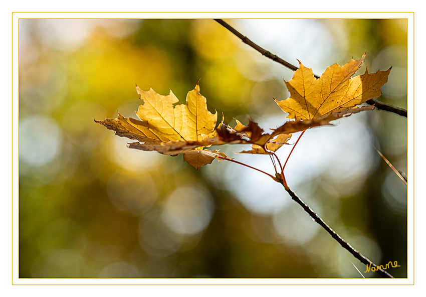 Dem Licht entgegen
Herbstfarben im Spiel des Sonnenlichtes
Schlüsselwörter: Herbst; Blatt