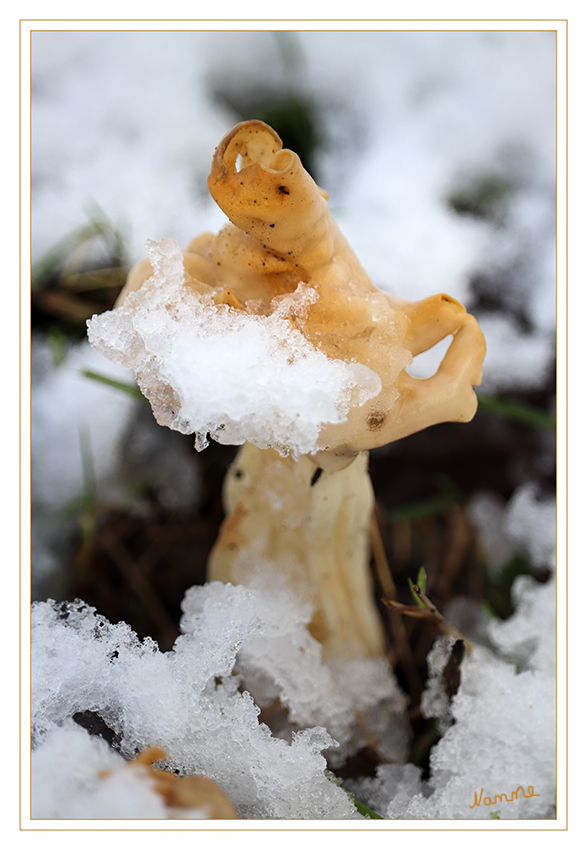 Pilz beim Schneeräumen
Die Herbst-Lorchel ist von Juli bis November an Weg- und Straßenrändern zu finden. Sie hat gerne humose, feuchte Stellen mit Laub und kann im Unterholz von Wäldern wie auch in Gräben oder entlang von Waldrändern auf Wiesen wachsen. laut Wikipedia
Schlüsselwörter: Pilze, Pilz