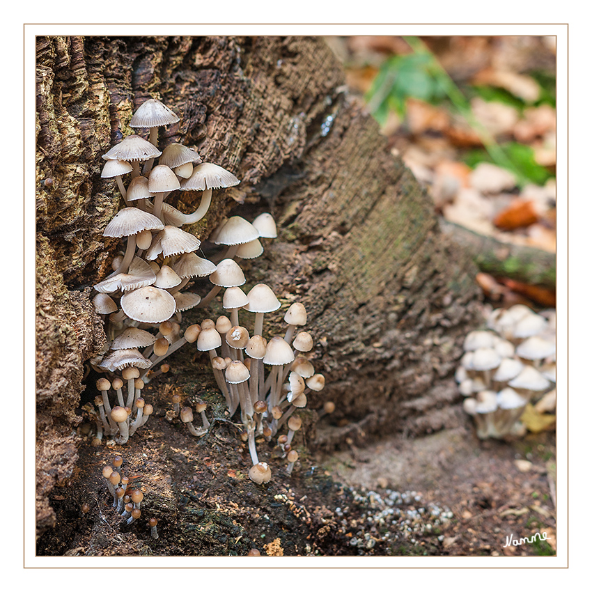 Pilzfamilie
Schlüsselwörter: Pilz, Pilze