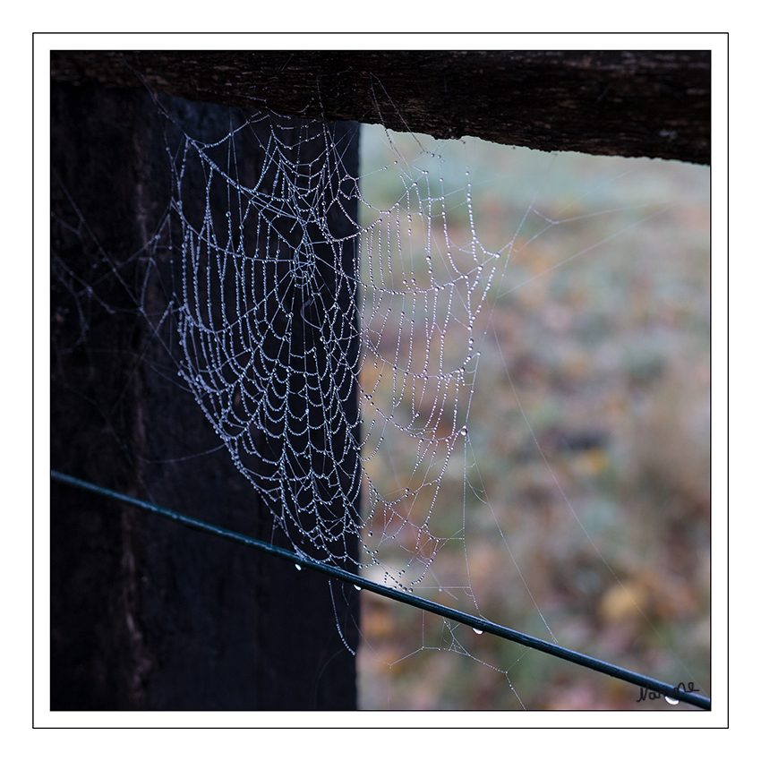 Spinnennetz
Ein Spinnennetz ist eine von Webspinnen (Araneae), aber auch den rezenten Arten der Gliederspinnen hergestellte Konstruktion, die vorwiegend dem Beutefang (fast immer Insekten) dient. laut Wikipedia
Schlüsselwörter: Spinnennetz, kalt, nass, Regentropfen