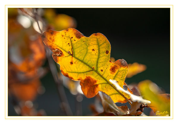 Herbstleuchten
Schlüsselwörter: Sonne, Blätter, Herbst