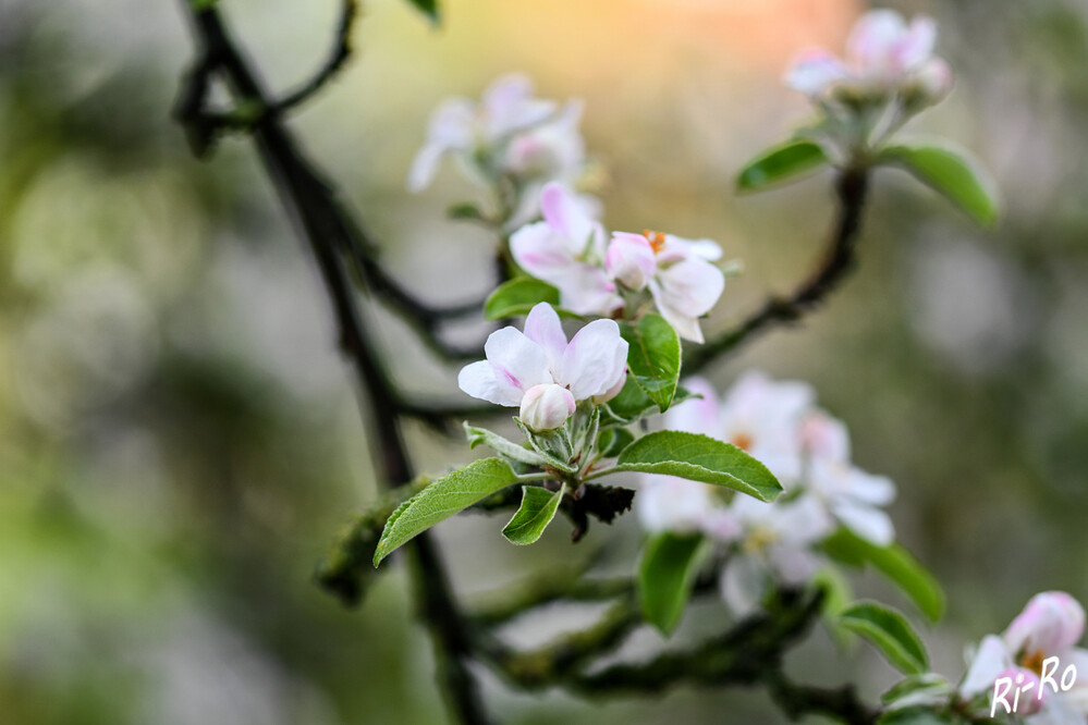 Blütenzweig
Die Apfelblüte stellt aufgrund der großen Verbreitung von Apfelbäumen hierzulande einen westlichen Faktor für Imker u. die Ernährung ihrer Bienenvölker im Frühjahr dar. (gartenjournal)
Schlüsselwörter: 2024