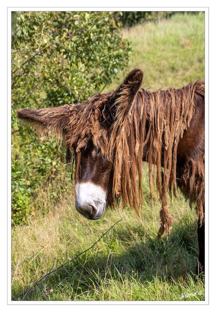 Schönes Münsterland- An der Stever
Poitou-Esel sind vom Aussterben bedroht.
Er wirkt massig und hat häufig ein langes, zottiges Fell, das meist dunkelbraun ist. Maul, Augenränder und Bauch sind weißgrau, mit einem rötlichen Farbton als Übergang zum dunkelbraunen Fell, das manchmal auch einen hellen Braunton haben kann. Mit einem Gewicht von bis zu 450 kg wird er als schwerster Esel der Welt eingestuft. laut olfen
Schlüsselwörter: Poitou-Esel
