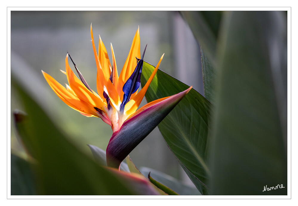 Strelitzie
Unter den Strelitzien hat sich besonders die ausdauernde Pflanze Strelitzia reginae einen Namen gemacht. Mit ihren orange-blauen Blüten ähnelt sie dem aufgestellten Federkamm der Paradiesvögel. Kein Wunder also, dass sie umgangssprachlich gerne als "Paradiesvogelblume" oder auch "Papageienblume" bezeichnet wird. laut dehner
Schlüsselwörter: 2024
