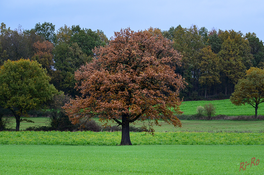 Novembertag
