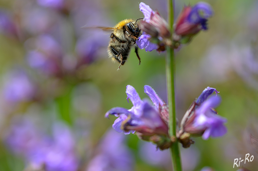 Hummel am Salbei
