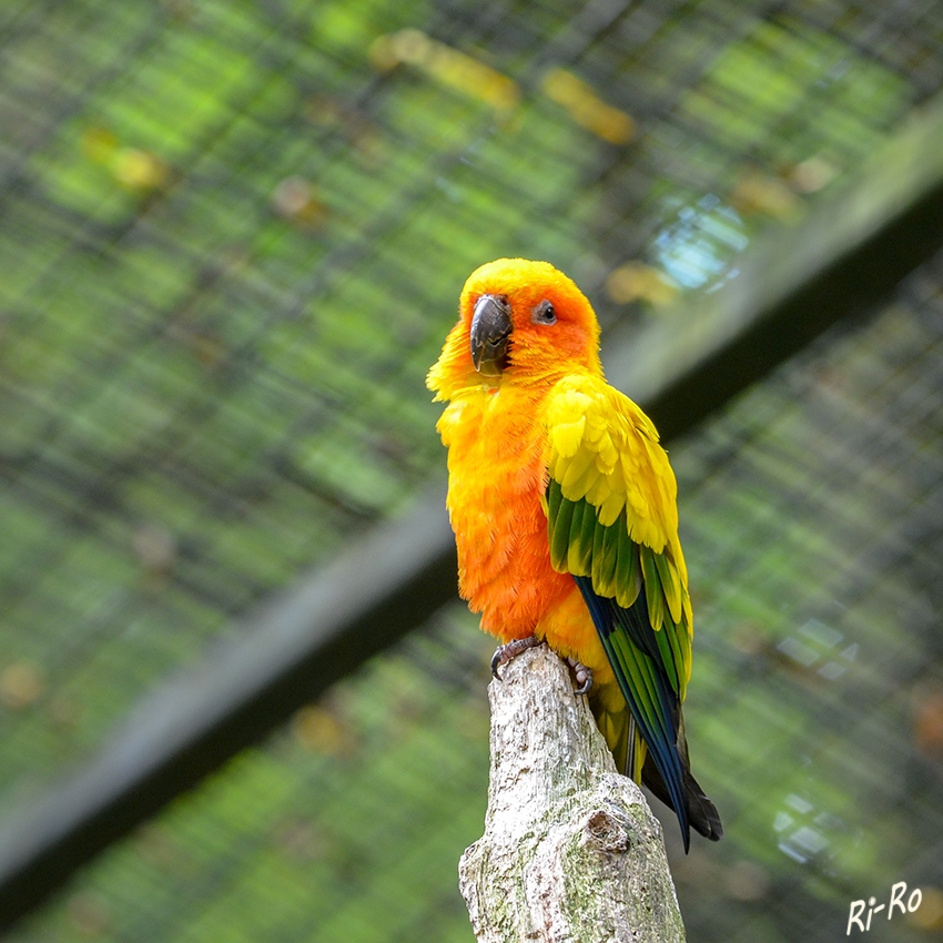 Allfarblori
Loris sind kleine bis mittelgroße, farbenprächtige, baumbewohnende Papageien. Ihr Gefieder ist dicht und glänzend. (lt. Wikipedia) Aufgenommen im Zoo Münster.
Schlüsselwörter: Lori, Zoo Münster