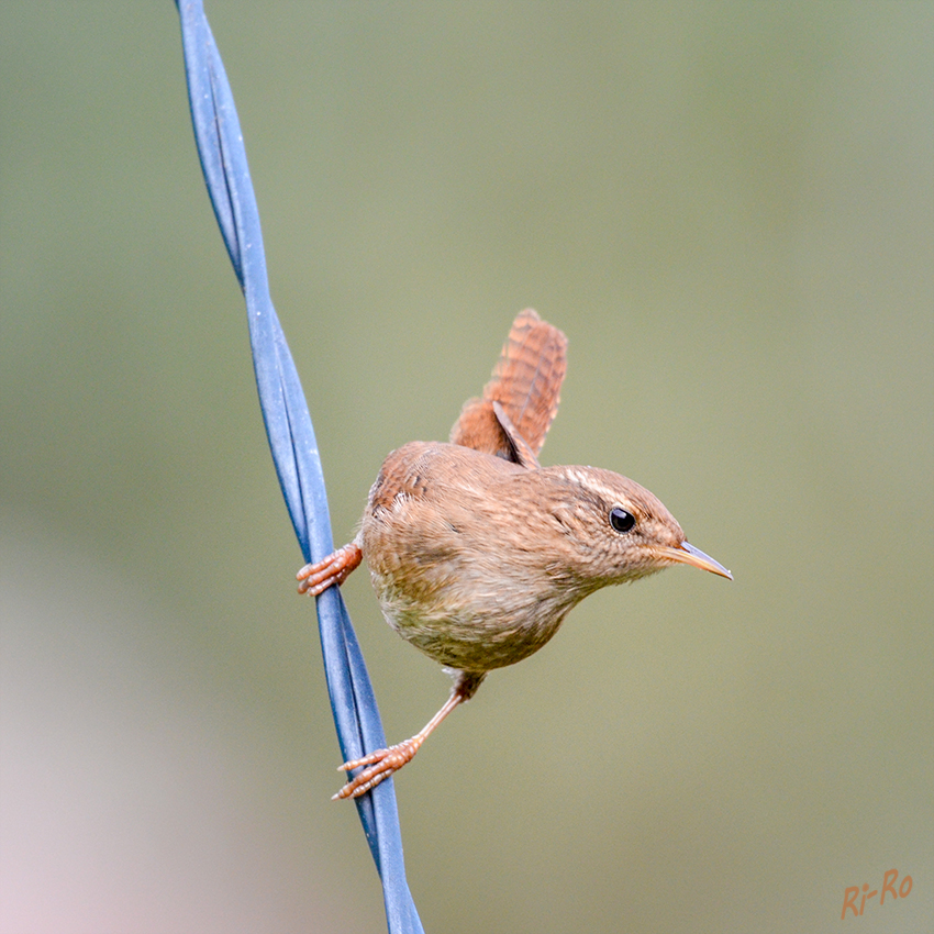 Zaunkönig
er ist braun gefärbt. Man erkennt ihn leicht an seinem meist aufgerichteten Schwanz. Seine Ernährung ist vielseitig, er frisst viele Insekten. (lt. tierlexikon.de)
