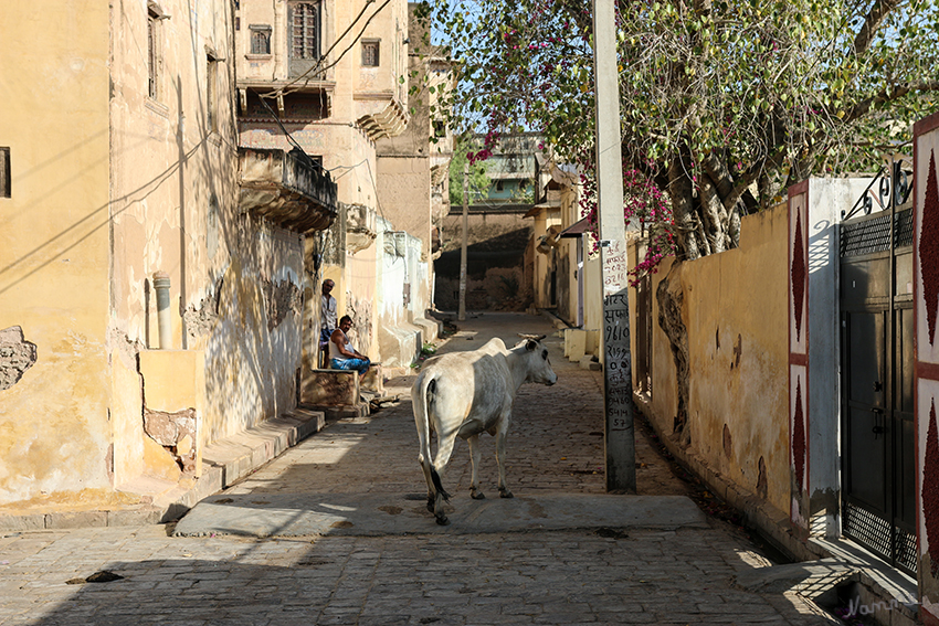 In den Gassen
Das Herumgehen der Kühe in den Straßen, das Europäer als besonders typisch für Indien betrachten, hat einen einfachen Grund: Viele Bauern lassen ihre Kühe frei laufen, damit sie sich von Abfällen selbst ernähren, wodurch sie auch für das Gemeinwesen einen wichtigen Zweck erfüllen. laut Wikipedia
Schlüsselwörter: Indien,Mandawa