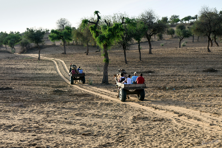 Mandawa - Kamelwagenausflug
in die Wüste Thar bei untergehender Sonne
Schlüsselwörter: Indien,Mandawa