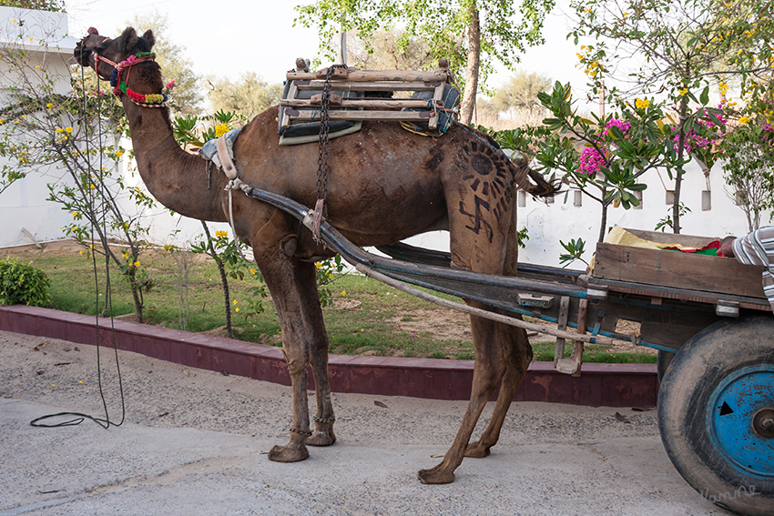 Mandawa - Kamelwagenausflug
Ankunft unserer Kamelwagen mit denen wir einen Ausflug in die Wüste Thar machten.
Schlüsselwörter: Indien,Mandawa