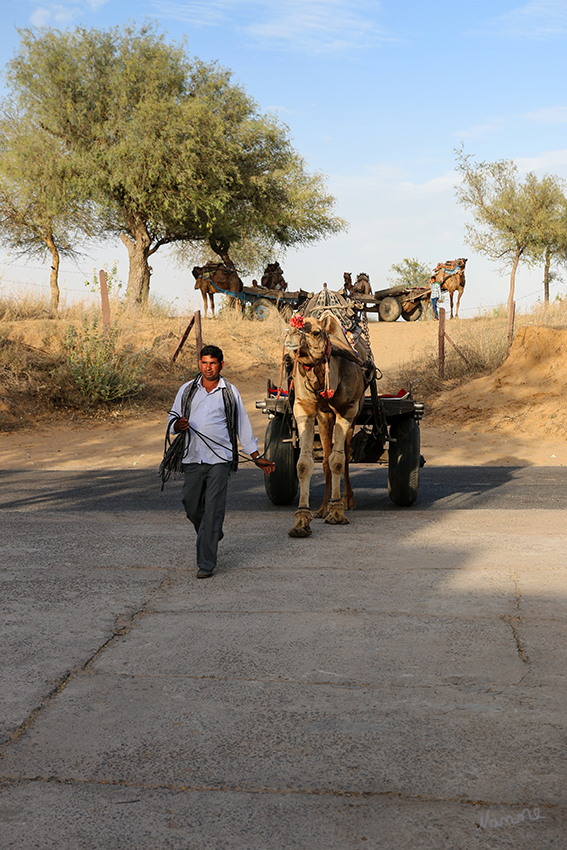 Mandawa - Kamelwagenausflug
Ankunft unserer Kamelwagen mit denen wir einen Ausflug in die Wüste Thar machten.
Schlüsselwörter: Indien,Mandawa