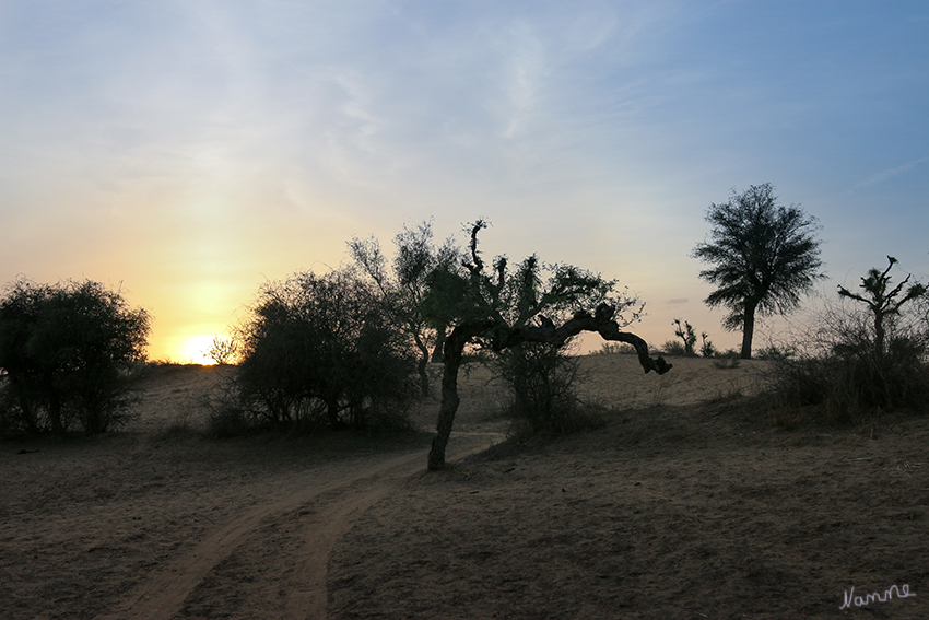 Mandawa - In der Wüste
Mit dem Kamelwagen machten wir einen Ausflug in die Wüste 
Schlüsselwörter: Indien,Mandawa