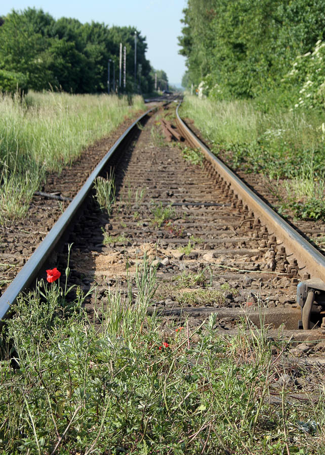 Wohin führt der Weg?
Schlüsselwörter: Gleise, Mohnblüte