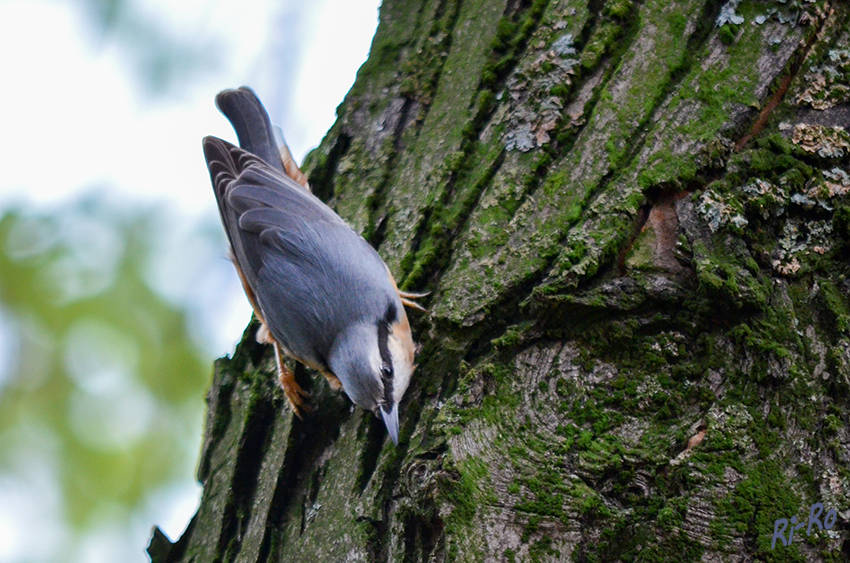 Kleiber
er ist ein kleiner, kompakter Vogel, der geschickt an Baumstämmen und Ästen auf und ab klettern kann. Hier sucht er nach Insekten. Seine starken Füße und Krallen ermöglichen ihm sogar mit dem Kopf voran abwärts zu klettern. (lt. nabu.de)



