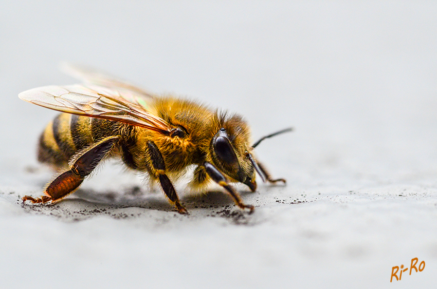 7 - Honigbiene
diese ist das bekannteste und älteste Nutzinsekt. Ohne ihre Bestäubungshilfe könnten sich viele Früchte nicht entwickeln.(lt. Schülerlexikon)
