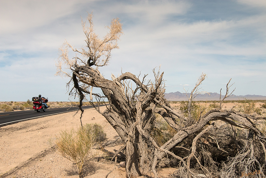 Auf der Route 66
Schlüsselwörter: Amerika, Wüste, Joshua Tree, NP, Route 66