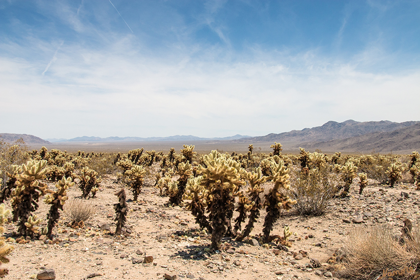 Joshua Tree NP 
Im sogenannten Kakteengarten findet man eine große Ansammlung von Teddy Bear Cholla, auch Bigelow Cholla genannt. Diese haben ihren Namen von ihrem dichten, beigen Stachelkleid, das ihre Äste komplett bedeckt. Doch was so flauschig aussieht sind in Wirklichkeit ausgehärtete, 2,5 Zentimeter lange Stachel, die viele mikroskopisch kleine Widerhaken haben. 
Schlüsselwörter: Amerika, Wüste, Joshua Tree, NP