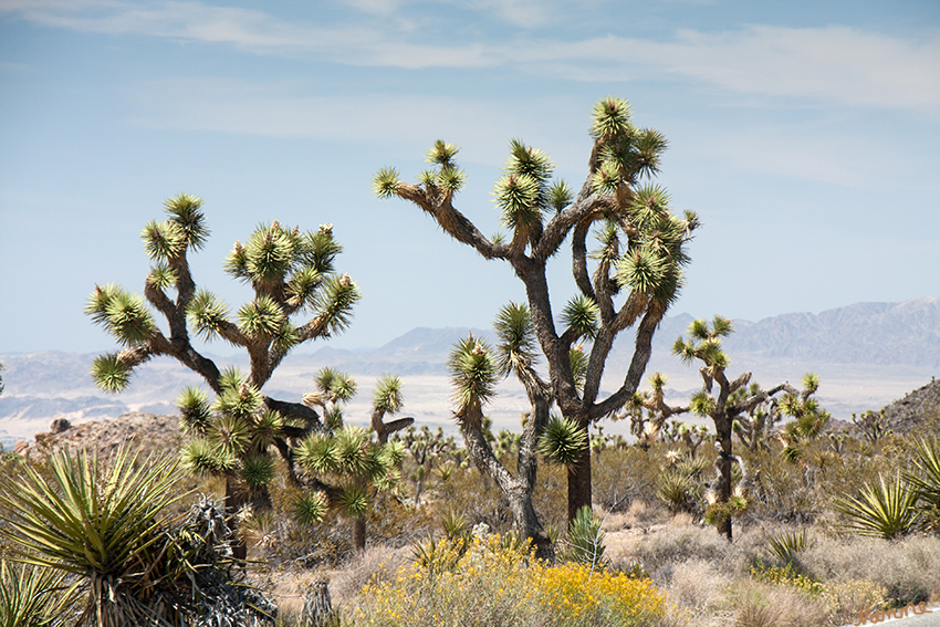 Joshua Tree NP
Die Josua-Palmlilie oder der Josuabaum (Yucca brevifolia), weithin unter ihrem englischen Trivialnamen Joshua Tree bekannt, ist eine Pflanzenart aus der Gattung der Palmlilien (Yucca) in der Familie der Agavengewächse (Agavaceae).
Den Namen erhielt die Pflanze von durchziehenden Mormonen.
laut Wikipedia
Schlüsselwörter: Amerika, Wüste, Joshua Tree, NP