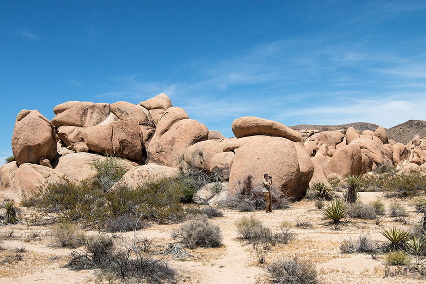 Joshua Tree NP
Der Park umfasst 2.250 Quadratkilometer, von denen mehr als 90% als Wildnis klassifiziert sind. Er beinhaltet zwei getrennte Wüstenökosysteme auf verschiedenen Höhenlagen: die hochgelegene Mojave Wüste (bis 1.700 Meter) und die niedrigere Colorado Wüste (ab 300 Meter), ein Teil der Sonora Wüste.
Der Park ist eines der populärsten Klettergebiete der Welt, mit mehr als 4.500 Routen, die eine breite Palette an Schwierigkeitsgraden bieten.
laut westkueste-usa.de
Schlüsselwörter: Amerika, Wüste, Joshua Tree, NP
