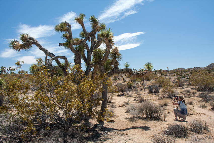 Joshua Tree NP
Der Josuabaum wächst solitär und bildet einen Stamm von 5 bis 15 Meter Höhe.
Die sonderbaren Gestalten des Joshua Trees sowie die dramatische Geologie und Wüstenlandschaft machen den Park zu einem beliebten Ziel für Fotografen.
Schlüsselwörter: Amerika, Wüste, Joshua Tree, NP