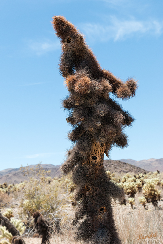 Joshua Tree NP
Auch ein abgestorbener Baum bietet Unterschlupf und Sicherheit für Tiere.
Schlüsselwörter: Amerika, Wüste, Joshua Tree, NP