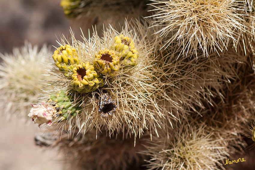 Joshua Tree NP
Stachelbüschel einer Teddy Bear Cholla mit Blütenansatz
Schlüsselwörter: Amerika, Wüste, Joshua Tree, NP