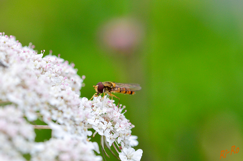 Landung auf der Schafgarbe
Schwebfliegen, auch Stehfliegen oder Schwirrfliegen genannt, sind eine Familie der Insektenordnung Zweiflügler. (lt. Wikipedia)

 
