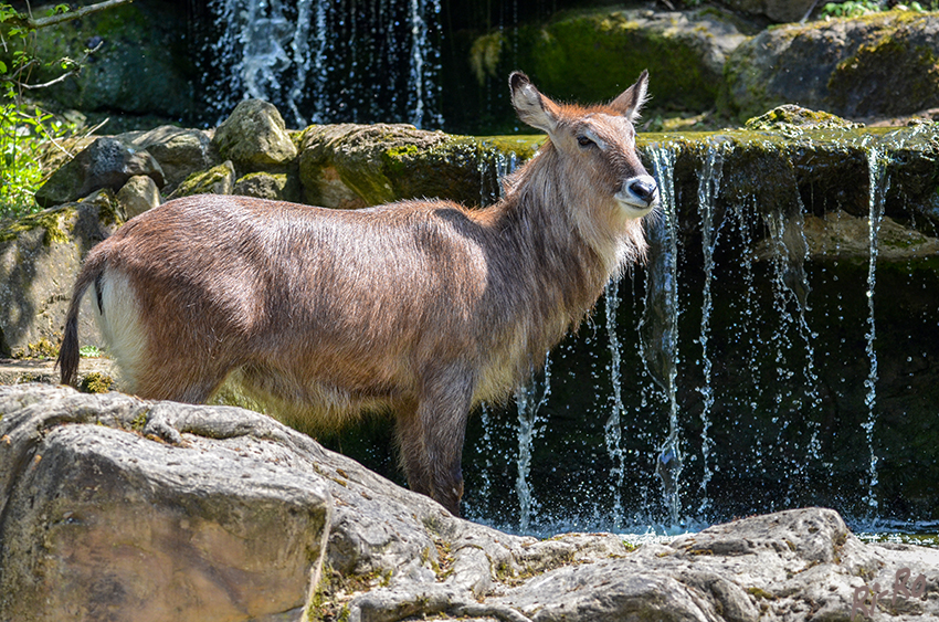 Defassa-Wasserbock
(Kobus defassa)
ist eine afrikanische Antilopenart mit einer Schulterhöhe von 1,30 m. (lt. Wikipedia)
Aufgenommen im Zoo Münster.



