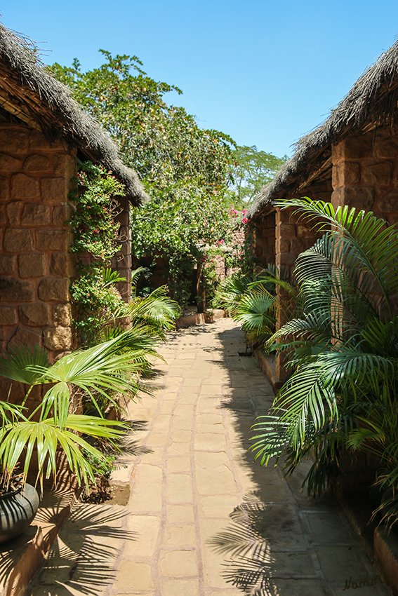 Dorf Khiyansaria - Manvar Resort
Umgeben von nichts war unsere Hotelanlage eine wundervoll, blühende, geflegte Anlage.
Schlüsselwörter: Indien, Khiyansaria, Manvar Resort