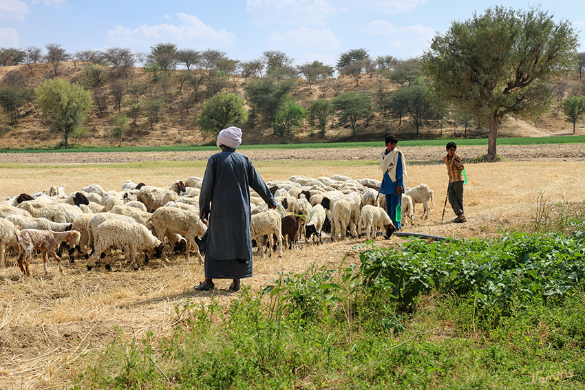 Manvar - Wüstencamp
Die Herde an der Wasserstelle
Schlüsselwörter: Indien, Manvar, Wüstencamp