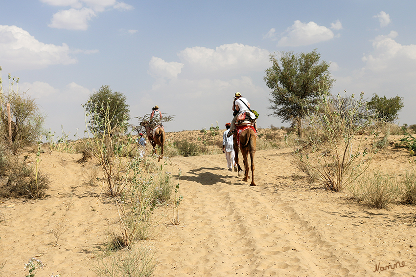 Manvar - Wüstencamp
Nach dem Mittagessen ging es dann auf dem Rücken eines Kamels oder im Kamelwagen zu unserer heutigen Übernachtungsstätte. Dem Wüstencamp.
Schlüsselwörter: Indien, Manvar, Wüstencamp