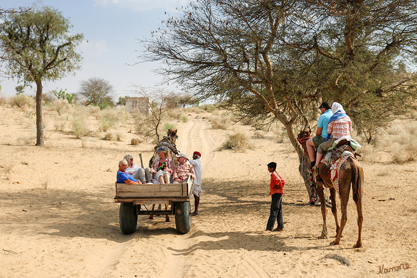 Manvar - Wüstencamp
Nach dem Mittagessen ging es dann auf dem Rücken eines Kamels oder im Kamelwagen zu unserer heutigen Übernachtungsstätte. Dem Wüstencamp.
Schlüsselwörter: Indien, Manvar, Wüstencamp
