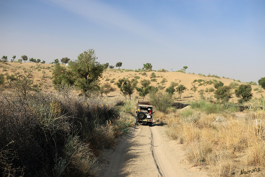 Manvar - Geländewagentour
Morgens warteten dann auch schon unsere Jeeps auf uns. Es ging  über die Dünen durch die Wüste Thar.
Schlüsselwörter: Indien, Manvar