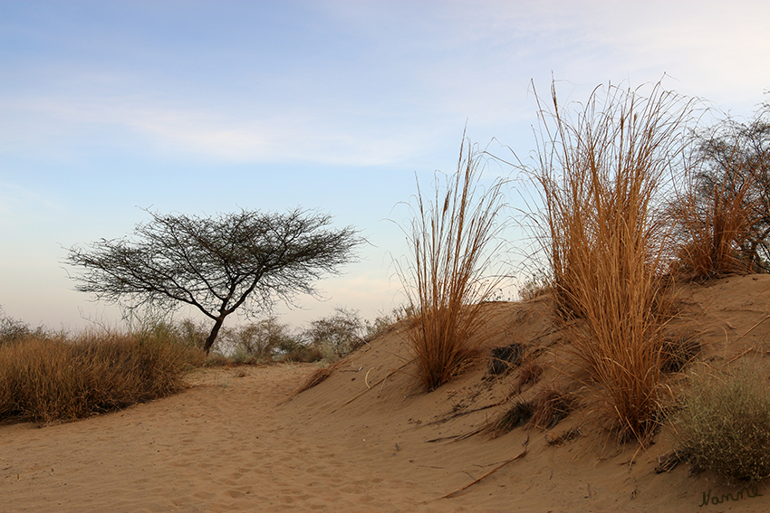 Manvar - Wüstencamp
Bei der Thar handelt es sich um eine Sandwüste, die zahlreiche dünn bewachsene Dünen hat, welche bis zu 150 m hoch werden können. laut Wikipedia
Schlüsselwörter: Indien, Manvar