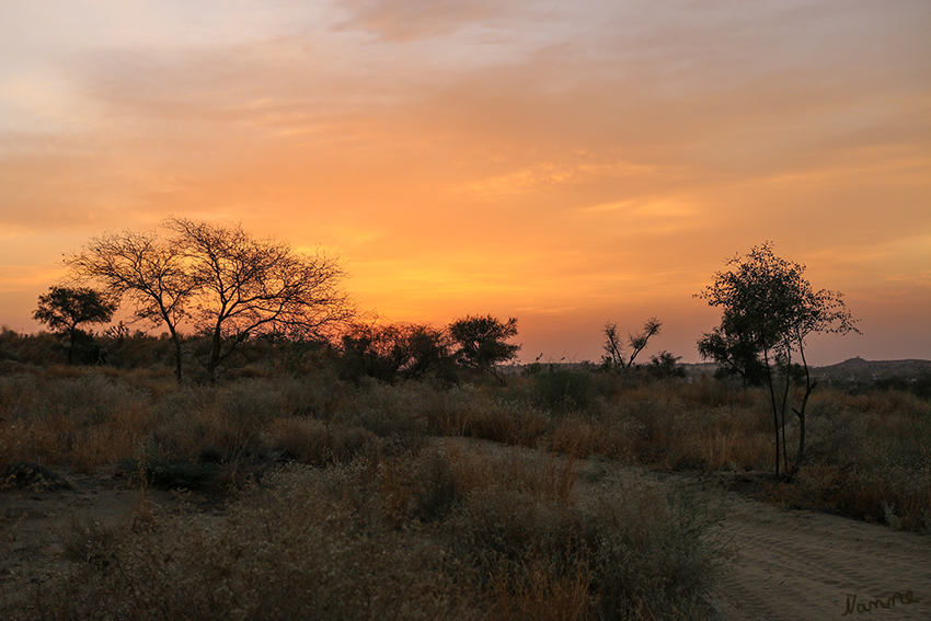 Manvar - Wüstencamp
Die Thar (auch Tharr oder Große Indische Wüste) ist ein Wüsten- und Halbwüstengebiet in Vorderindien im Gebiet von Rajasthan (Indien) östlich des unteren Indus. laut Wikipedia
Schlüsselwörter: Indien, Manvar