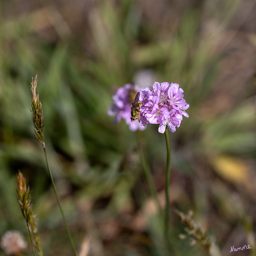 Naturimpressionen
Schlüsselwörter: Cuxhaven