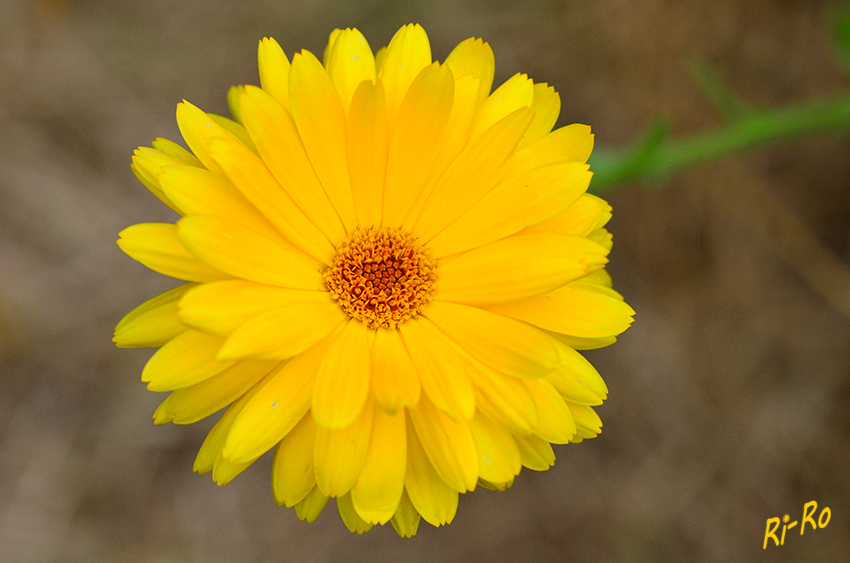 Ringelblume
(Calendula officinalis) Blütezeit ist von Juni bis Oktober. Die genaue Herkunft ist unbekannt (lt. Wikipedia)
Schlüsselwörter: Gelb; Blüte