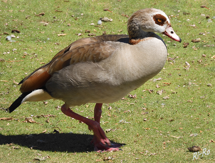 Nilgans
Nilgänse sind etwa 70 cm groß und haben ein Gewicht von gut 2 kg. Sie stammt ursprünglich aus dem nördlichen Afrika.
In Deutschland gilt der Brutbestand als gesichert. (lt. heimische-tiere.de)
Schlüsselwörter: Nilgans