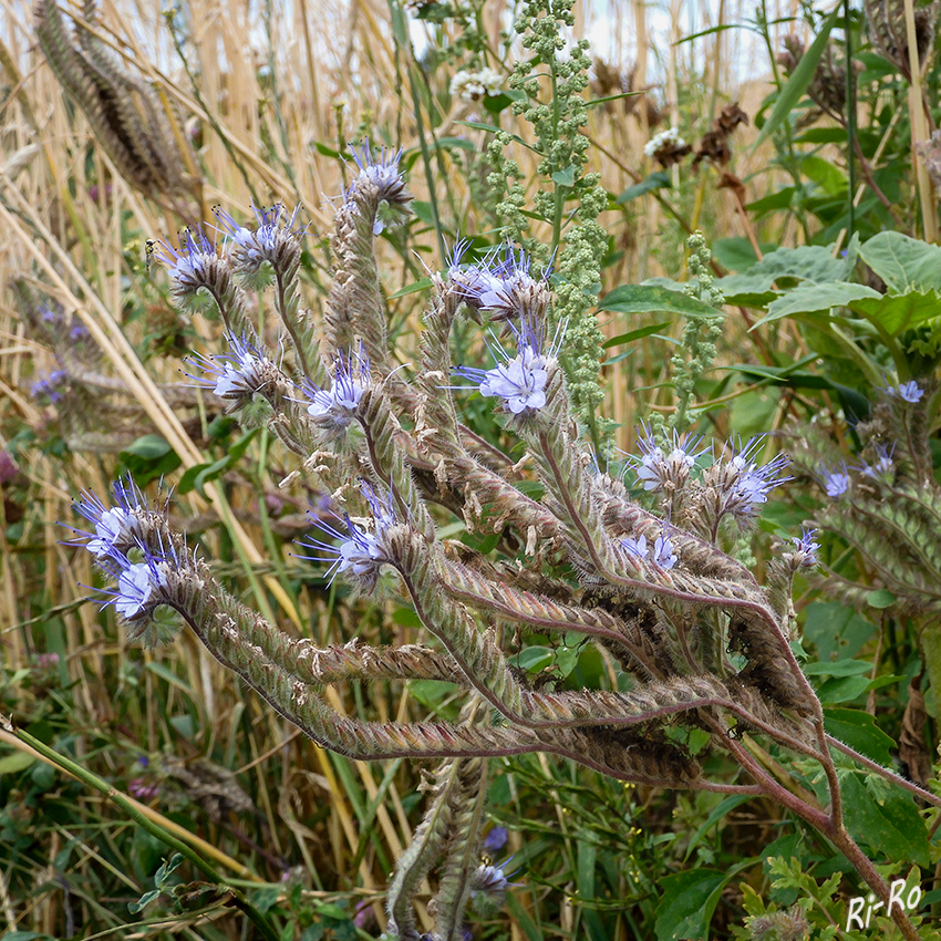 Am Wegesrand
Phacelia, die endständigen, zymösen Blütenstände sind einseitig und oft schneckenförmig eingerollt. Verwendung als: Imkerpflanze,  Bodenverbesserer, im Weinbau u. als Futtermittel. (lt. Wikipedia)




