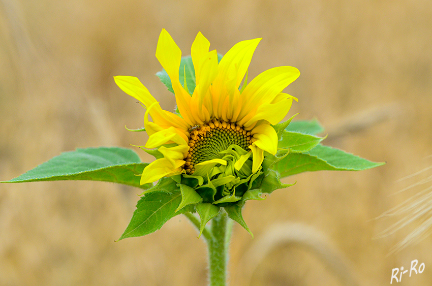 Knospiger Blütenkorb
Die wilde Sonnenblume war ursprünglich von Nord bis Mittelamerika verbreitet. Samen wurden 1552 von spanischen Seefahrern nach Europa gebracht. (lt. Wikipedia) 
