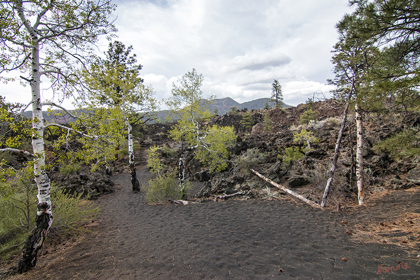 Wupatki - Sunset Crater Volcano
Bonito Lava Flow und die umliegenden kohlrabenschwarzen Lavafelder des Sunset Crater National Monument zählen zu den wohl ungewöhnlichsten Motiven.
Die schwarze Lava sorgt für spektakuläre Kontraste zu den grünen Pinien, zu den Wildblumen und den weißen Birken – Motive, die man so in dieser Landschaft nicht erwarten würde. 
Schlüsselwörter: Amerika, Wupatki, Sunset Crater Volcano