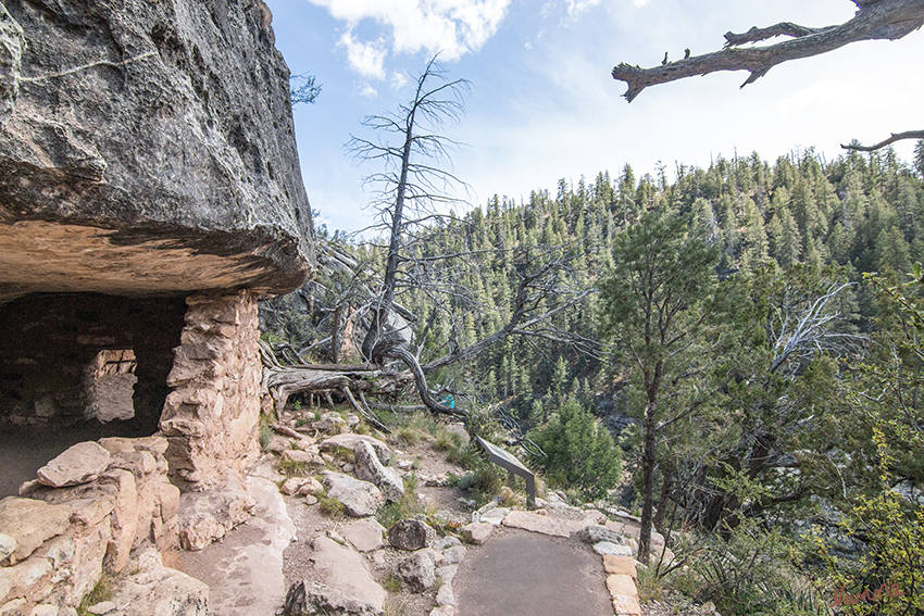 Walnut Canyon
Als sich 1065 n. Chr. die gewaltige Erruption von Sunset Crater ereignete, flüchteten die Bewohner vor den heissen Aschenregen. Viele Sinagua kamen zum Walnut Canyon, der südlich der heftigen Aschenregen lag. Die natürlichen Felsüberhänge boten sich als sofort beziehbare Wohnanlagen an. 
laut macach.com
Schlüsselwörter: Amerika, Walnut Canyon