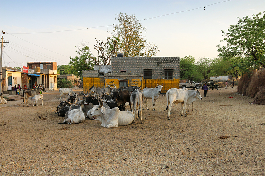 Geländewagen - Safari
Dorfimpressionen
Schlüsselwörter: Indien, Echrana Gebirge, Leoparden