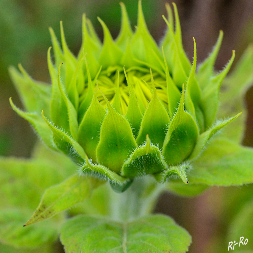 Am Feldrand
aufblühende Sonnenblume, der botanische Gattungsname Helianthus leitet sich von den griechischen Wörtern helios für „Sonne“ und anthos für „Blume“ ab. (lt. Wikipedia)
 
