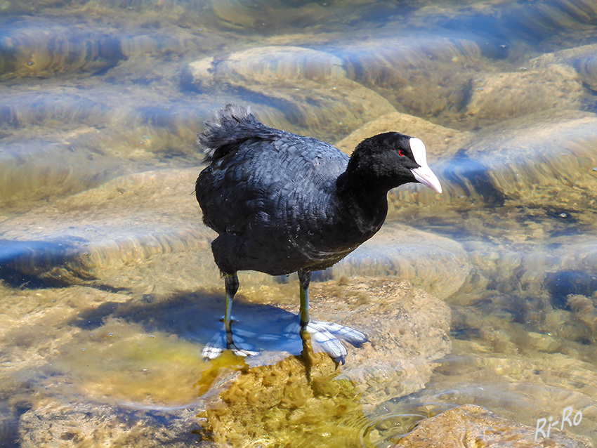 Blässhuhn
die Art wird bisweilen auch Blässralle genannt.
Das Blässhuhn ist eine mit 36 bis 42 cm Körperlänge mittelgroße, rundliche Ralle, die meist entenartig schwimmend auf dem Wasser anzutreffen ist und dabei relativ hoch im Wasser liegt. (lt. Wikipedia)
Schlüsselwörter: Blässhuhn