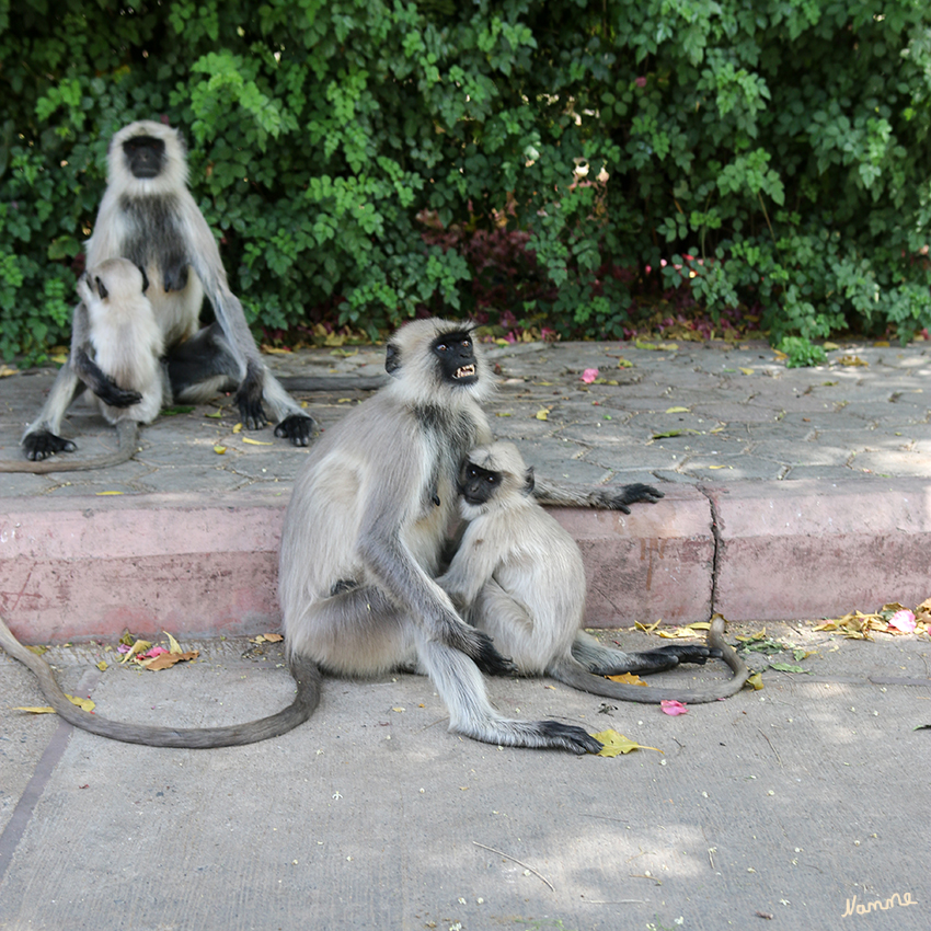 Ranakpur - Jain Tempelgelände
Jetzt bist du zu nahe.
Eigentlich sind die Affen auf dem Tempelgelände an Besucher und Fotografen gewöhnt.
Schlüsselwörter: Indien, Ranakpur
