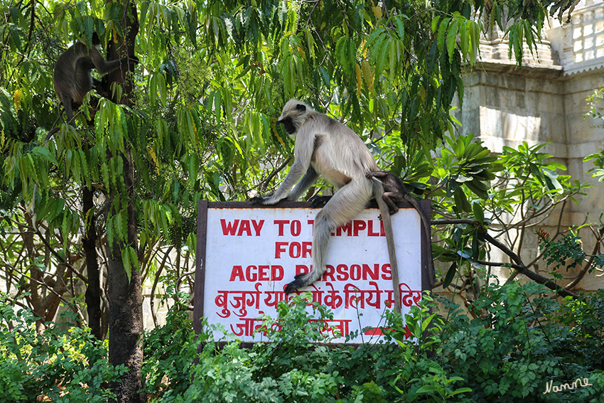 Ranakpur - Jain Tempelgelände
Viele Arten von Hanuman-Languren haben sich an die Nähe des Menschen gewöhnt und kommen in der Nähe menschlicher Siedlungen vor. Tiere, die fernab des Menschen leben, sind heute aber zunehmend durch den Verlust ihres Lebensraumes bedroht, Wälder werden gerodet und Grasland in Ackerflächen und Viehweiden umgewandelt. laut Wikipedia
Schlüsselwörter: Indien, Ranakpur