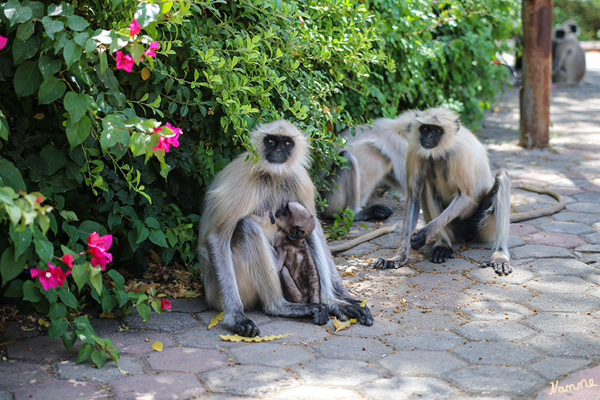 Ranakpur - Jain Tempelgelände
Hanuman-Languren sind eher große, schlank gebaute Tiere. Ihr Fell ist an der Oberseite grau gefärbt, die Unterseite ist weißlich oder orangegelb. Das schwarze oder violette Gesicht ist haarlos und hat ausgeprägte Überaugenwülste. Es wird von einem weißlichen Haarkranz umgeben. Diese Tiere erreichen eine Kopfrumpflänge von 40 bis 78 Zentimetern; der Schwanz ist länger als der Körper und kann bis zu 110 Zentimetern lang werden. Mit einem Gewicht von bis zu 23 Kilogramm bilden sie die schwerste Langurengattung
Schlüsselwörter: Indien, Ranakpur